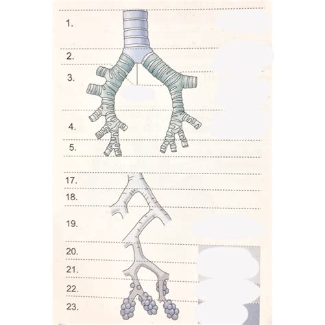 Bronchien Diagram | Quizlet