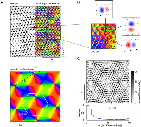 Receptive Fields And Iso Orientation Domains In The Moir Interference