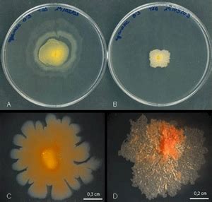 Indagan La Eficacia De Las Bacterias Para Curar Enfermedades Divulga