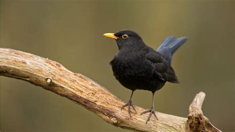 Vögel im Winter Diese 10 Arten überwintern in unseren Gärten