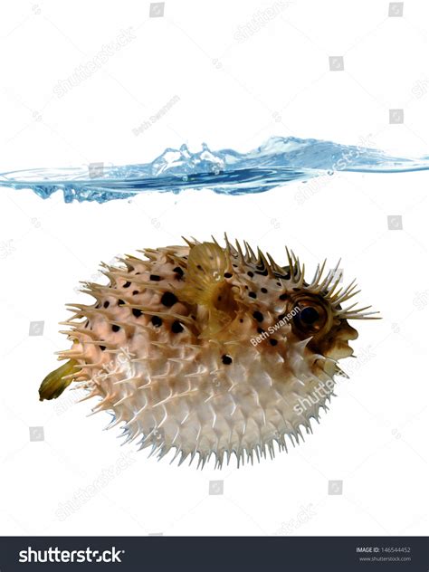 64 Angry Pufferfish Images, Stock Photos & Vectors | Shutterstock