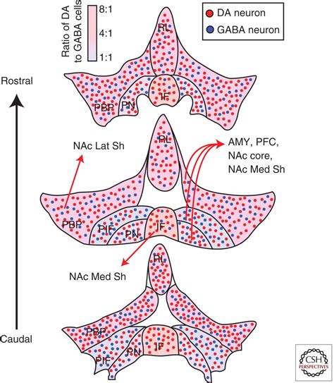 Opiate Induced Molecular And Cellular Plasticity Of Ventral Tegmental