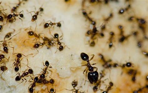 Blog Aiken Property Owners Practical Guide To Effective Ant Control