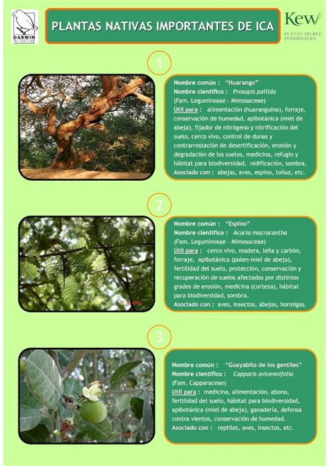 Pdf Ficha De Plantas Importantes De Ica Dokumen Tips