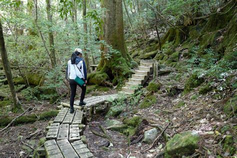 Jōmon Sugi (縄文杉) on Yakushima Island: Japan's Oldest Cedar Tree – Randomwire