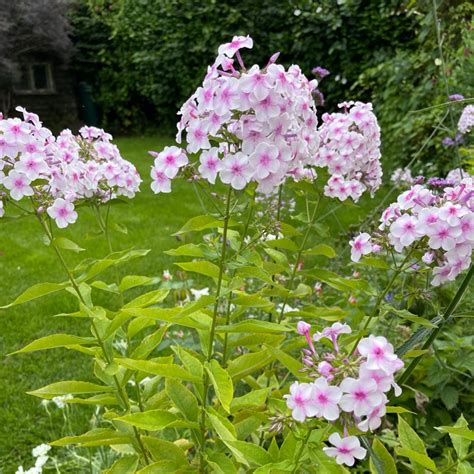 Phlox Paniculata Flame White Eye Phlox Flame White Eye Uploaded