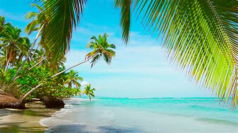 4k Palm Forest On The Beach Relaxing Ocean Waves Nature Sounds Ocean