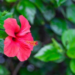 Hibiskus Stock Photos Royalty Free Hibiskus Images Depositphotos