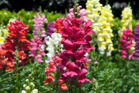 Snapdragon Care Location And Flowering Time Plantura