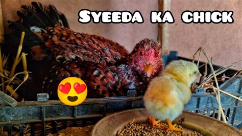 Syeeda Ka Chick Bahar A Gaya😍 Wapari Youtube