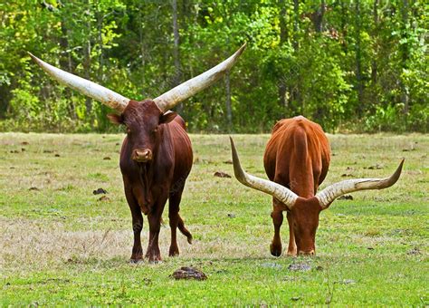 Ankole-Watusi Cattle - Stock Image - C011/7742 - Science Photo Library