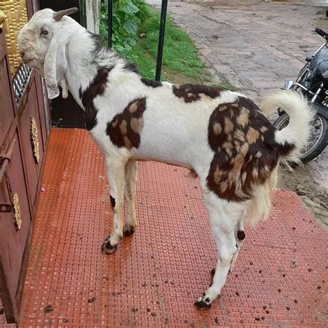 3 Months 2 Year Brown Sirohi Goat In Nagpur Milk Weight 15 45 Kg At