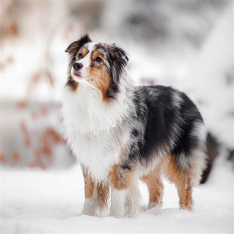 Le Berger Australien Fiche De Race De Chien