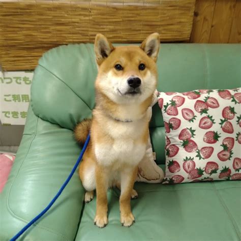 お家に子犬ちゃんをお迎えする 三重県 鈴鹿市 柴犬ブリーダー 柴犬専門店 柴犬販売