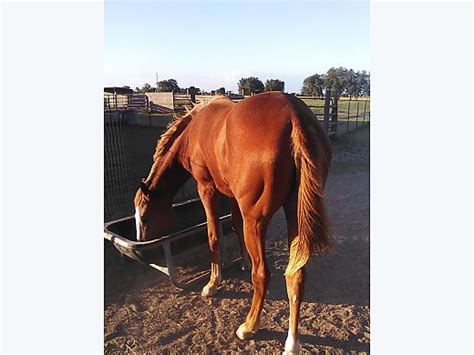 Aqha Filly For Sale