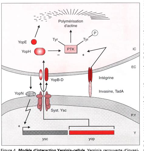 Figure From Signaux Mol Culaires Induisant L Entr E Des Bact Ries