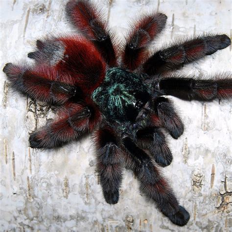 Avicularia Versicolor Photographs By Mark Chappell