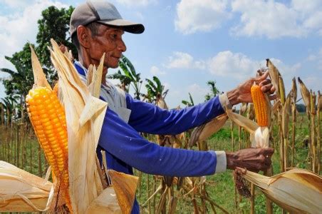 Menteri Pertanian Panen Jagung 300 Hektar | Tagar