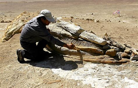 Walking Whale’ Fossil Discovered In Peru’s Ocucaje Desert