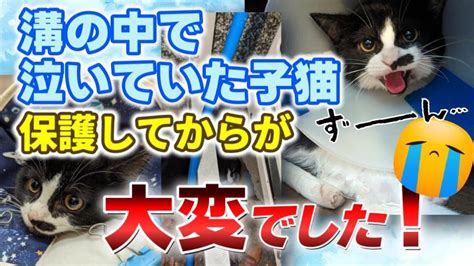 【神戸保護猫】溝の中で泣いていた子猫を保護したら、その後が大変でした。 動物（犬・猫 他色々）【まとめ動画】