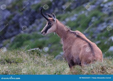 Chamois Rupicapra Carpatica Royalty Free Stock Photography