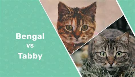 Bengal Vs Tabby Cat The Differences With Pictures Catster