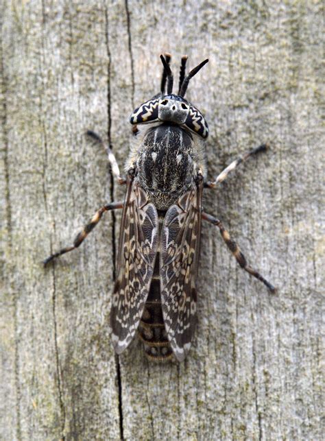 Tábano gris mate, Haematopota (Diptera, Tabanidae) – El desinsectador y ...