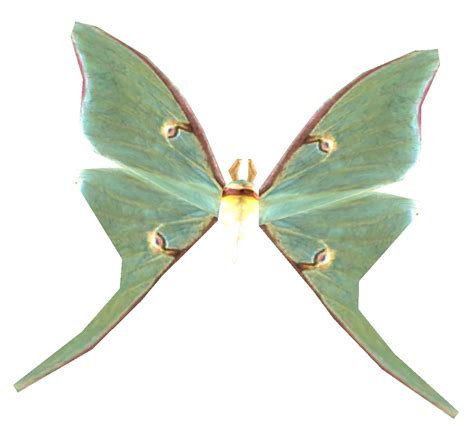 Luna Moth - Skyrim Wiki