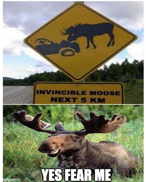 An Invincible Moose Imgflip