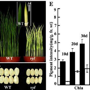 Phenotypic Comparison Of Wild Type Wt And Vyl Plants A Phenotypes