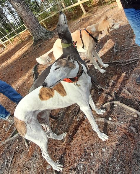 Welcome The New Year Sighthound Social Walk Sika Trail Near Wareham