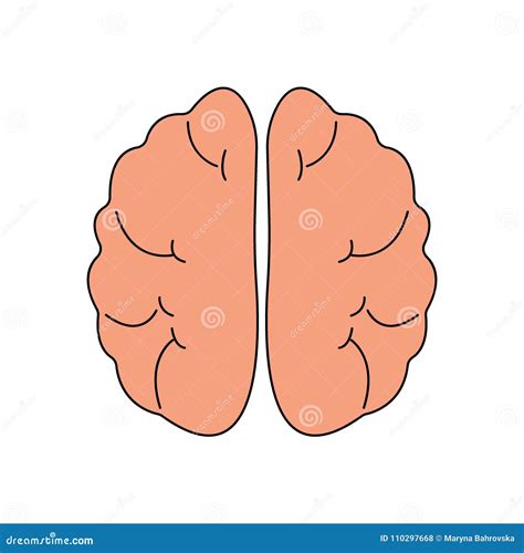 Icona Di Vista Frontale Del Cervello Umano Simbolo Degli Organi Di