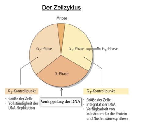 KV2 Zellzyklus Und Mitose Noch Nicht Fertig Flashcards Quizlet