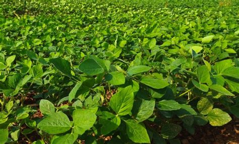 Monitoramento agrícola da Conab mostra que as condições climáticas