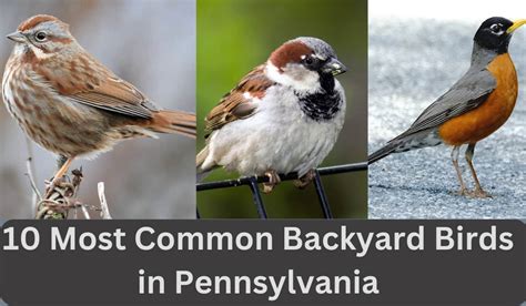 Top 10 Common Backyard Birds in Pennsylvania - Spark Lark