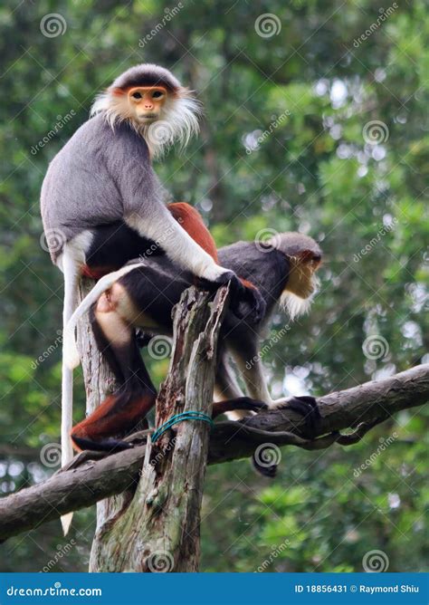 Douc Langur Stock Image - Image: 18856431