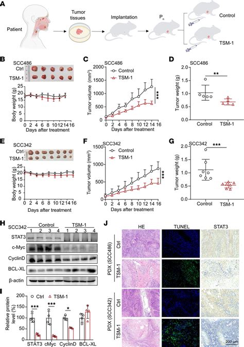 Tsm 1 Inhibited Hnscc Tumor Growth In Pdx Models A The Treatment