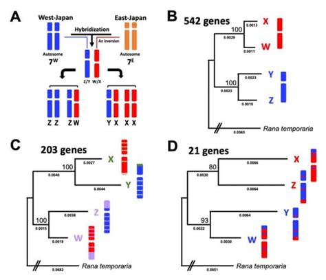 Parallel Evolution Of Sex Linked Genes Across XX XY And ZZ ZW Sex