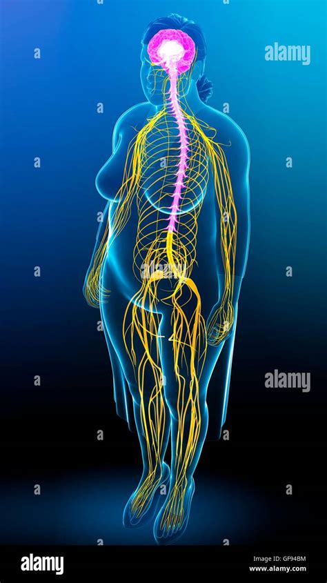 Weibliche Nervensystem Fotos Und Bildmaterial In Hoher Aufl Sung Alamy