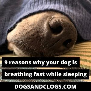 9 Reasons Why Your Dog Is Breathing Fast While Sleeping