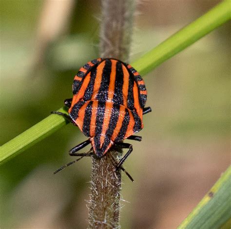 European Striped Shield Bug Graphosoma Italicum Italicum Flickr