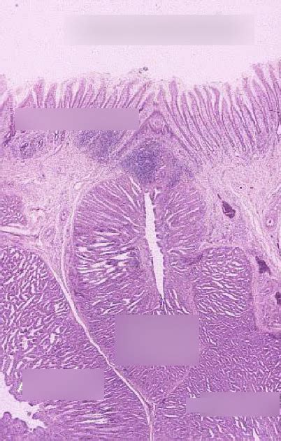 Proventriculus Histology Diagram | Quizlet