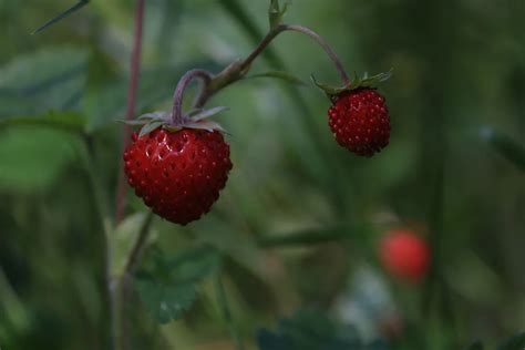 Walderdbeeren Standort Pflanzung Und Verwendung Gartenflora