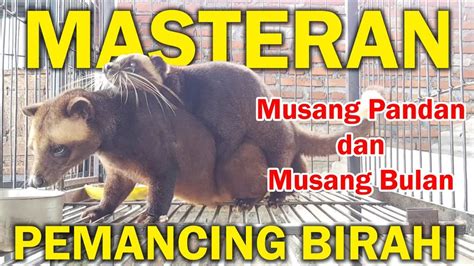 Suara Untuk Memancing Birahi Musang Pandan Dan Musang Bulan Youtube