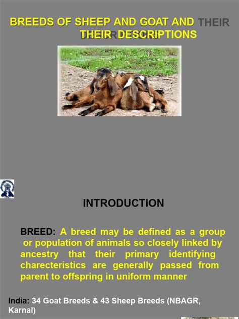 LPM-Unit III-6 Breeds of Sheep and Goats | PDF | Sheep | Wool