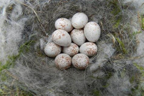 Identifying Bird Eggs