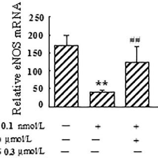 Effect Of Berberine BBR On ENOS MRNA Expression In Angiotensin IV