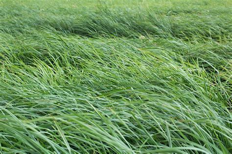 As Warm Season Grasses Emerge Hay Producers Should Help Maximize Growth Proag