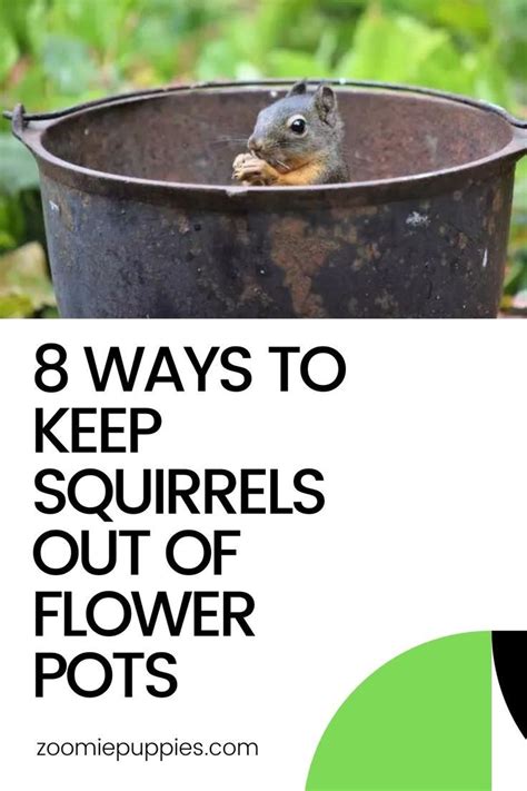 8 Ways To Keep Squirrels Out Of Flower Pots Squirrel Protect Potted