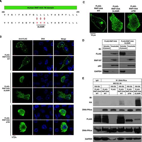 Rnf A Possesses Ubiquitin Ligase Activity Independent Of Its Membrane